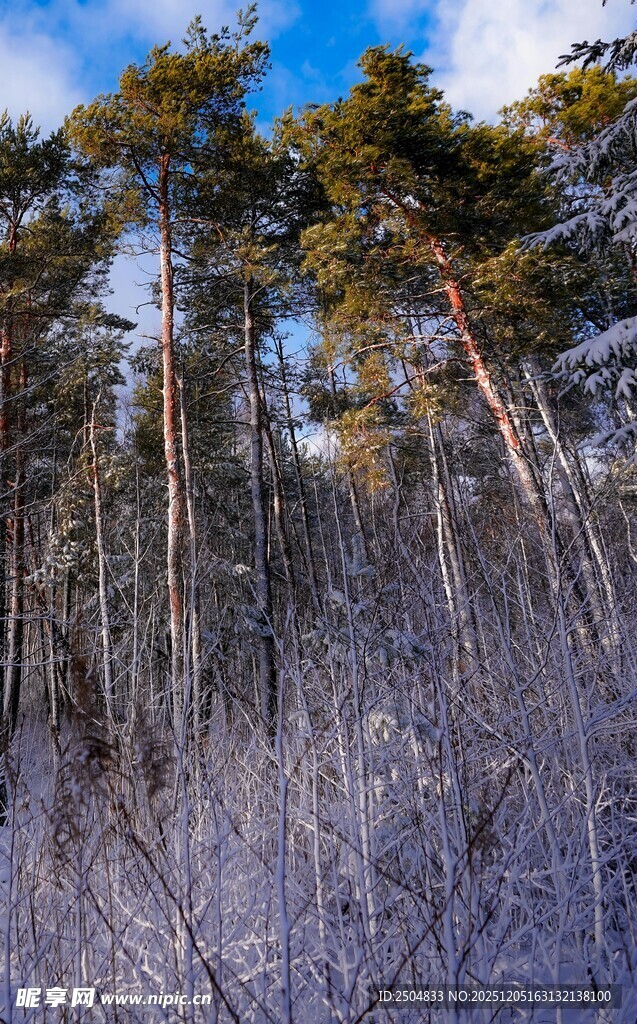 冬日松林雪景