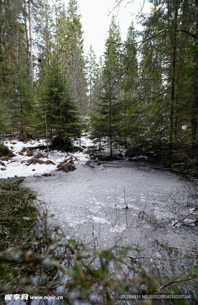 冬日森林中的潺潺溪流