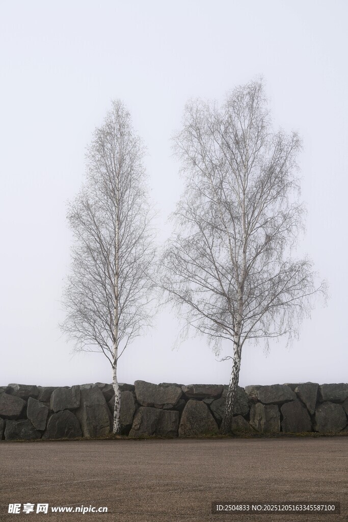 冬日两株白桦树景观