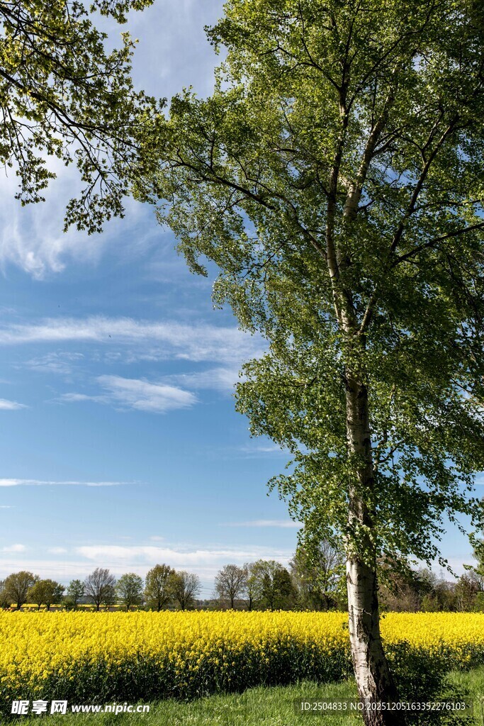 田野旁的绿树与灿烂花田