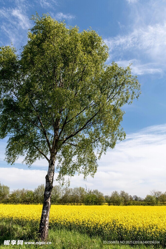 田野中独树与灿烂花田