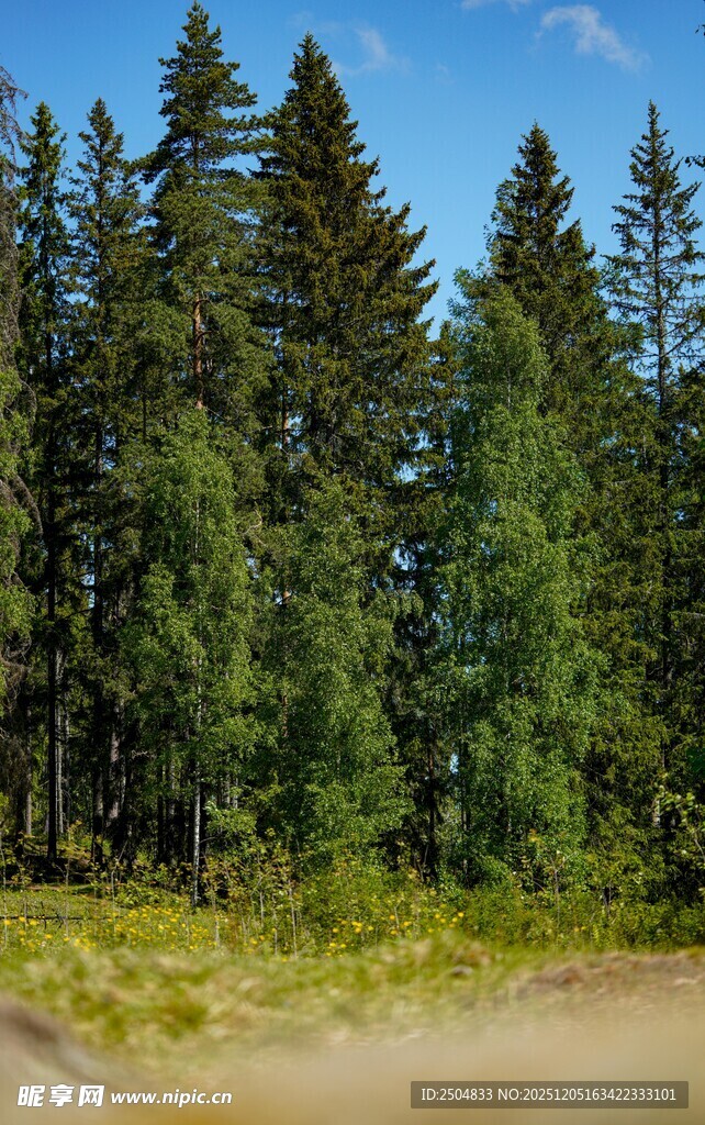 林间土路 葱郁树木环绕