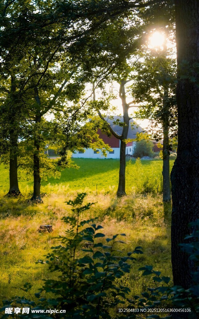 阳光洒落林间的静谧美景