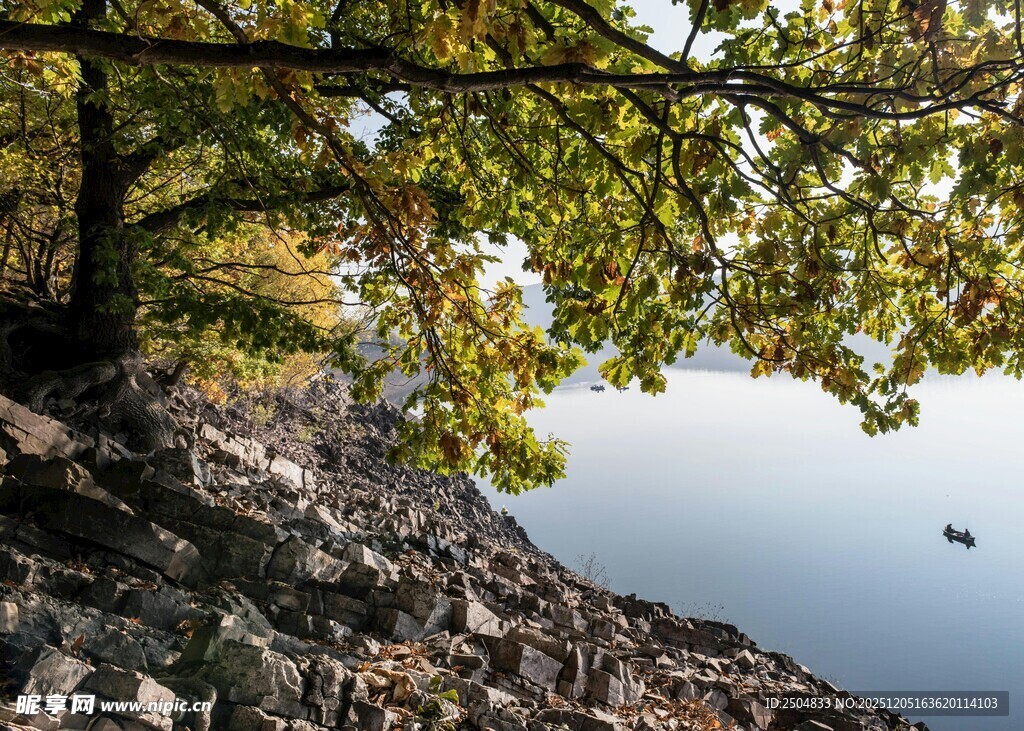 湖畔树影下的宁静景致