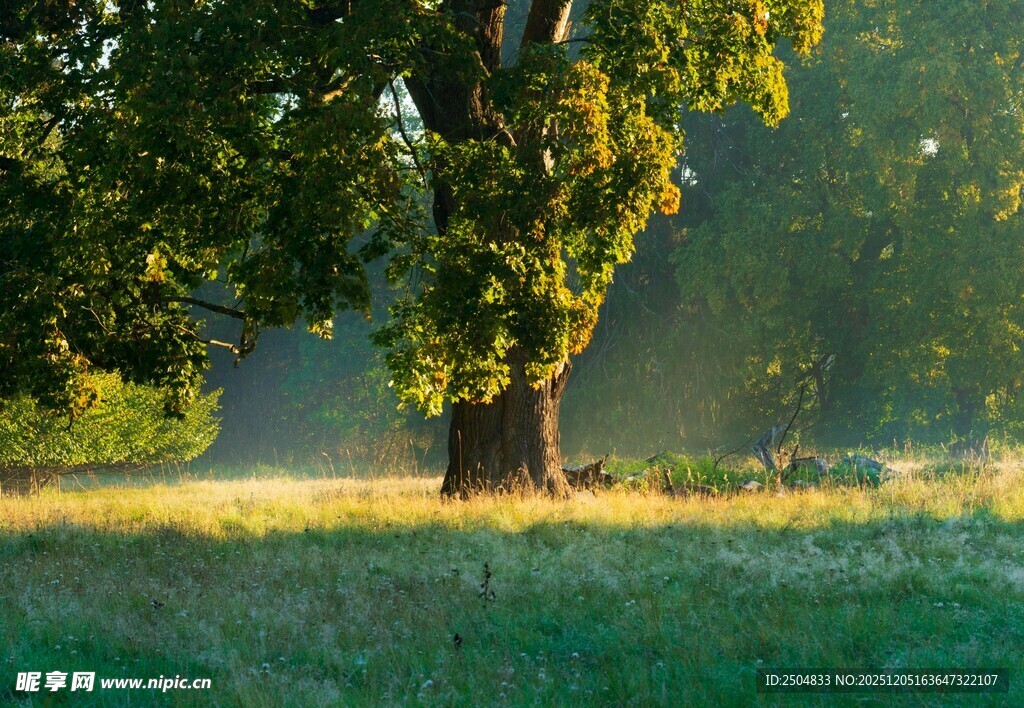 晨光下的树林与草地美景