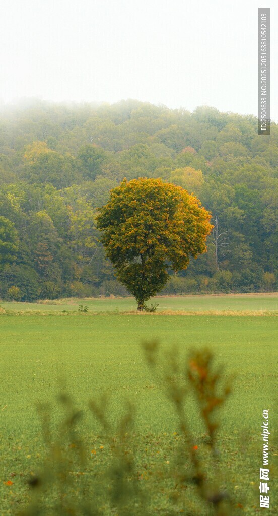田野中孤独的多彩树木