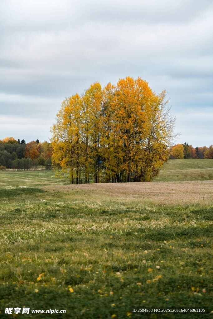 秋日原野中的金黄树木