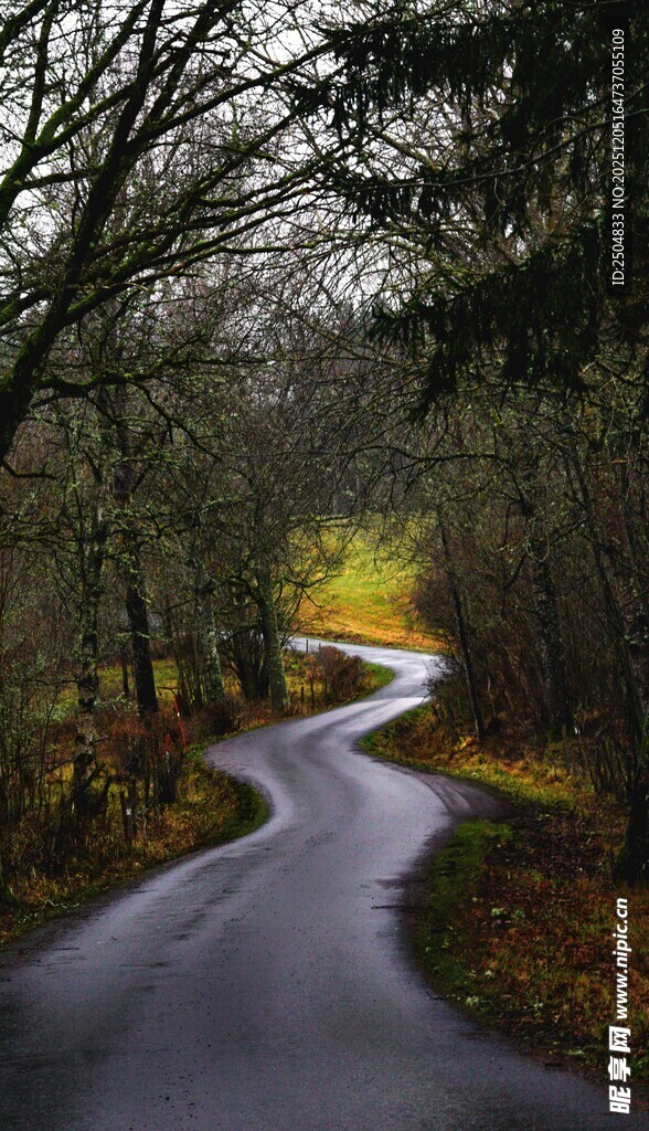 林间蜿蜒秋景小路