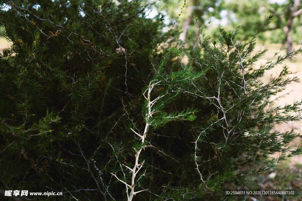 特写 枝干穿插于绿植间