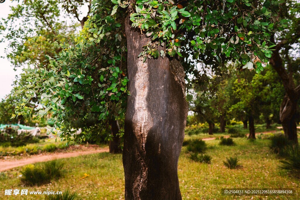 林间粗壮树干与葱郁绿树