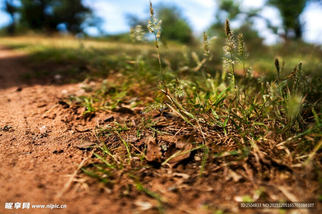乡间小径旁的嫩绿小草