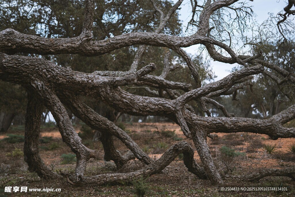 扭曲老树展现独特姿态