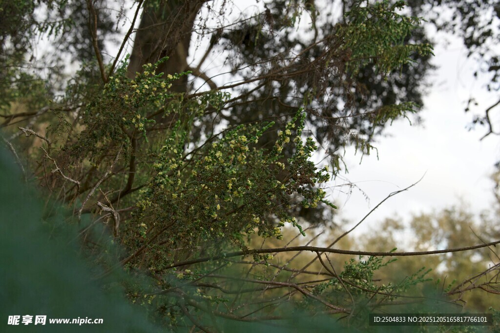 野外繁茂树木景象