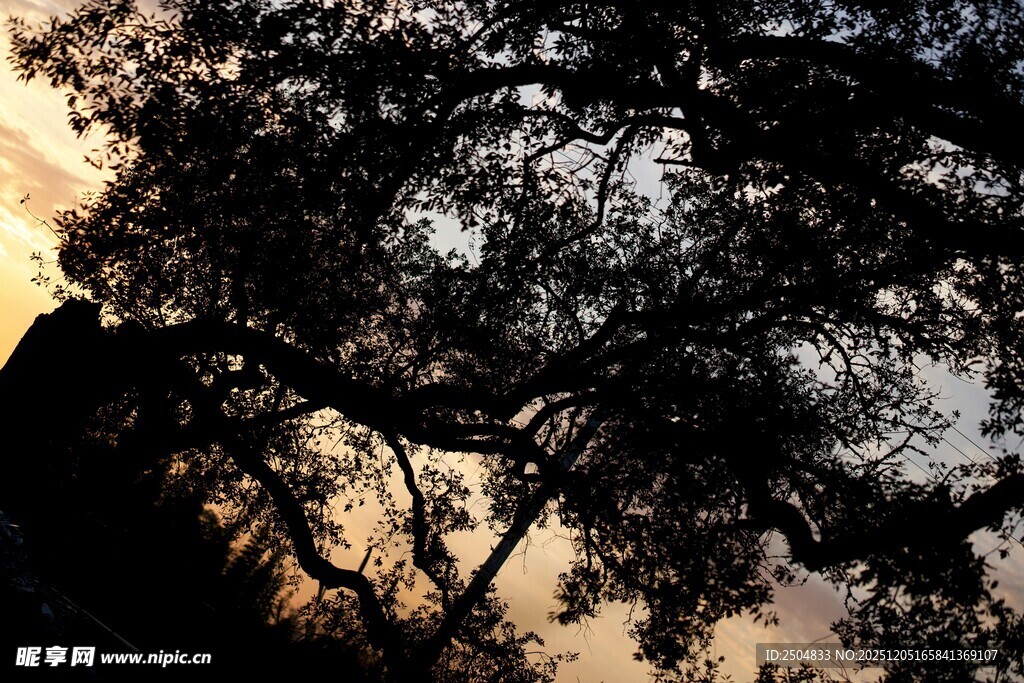夕阳下的繁茂树枝剪影