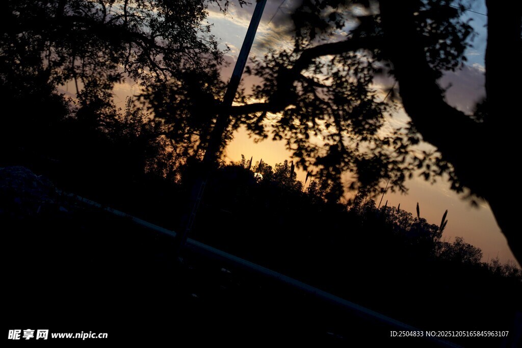 黄昏下的树木剪影