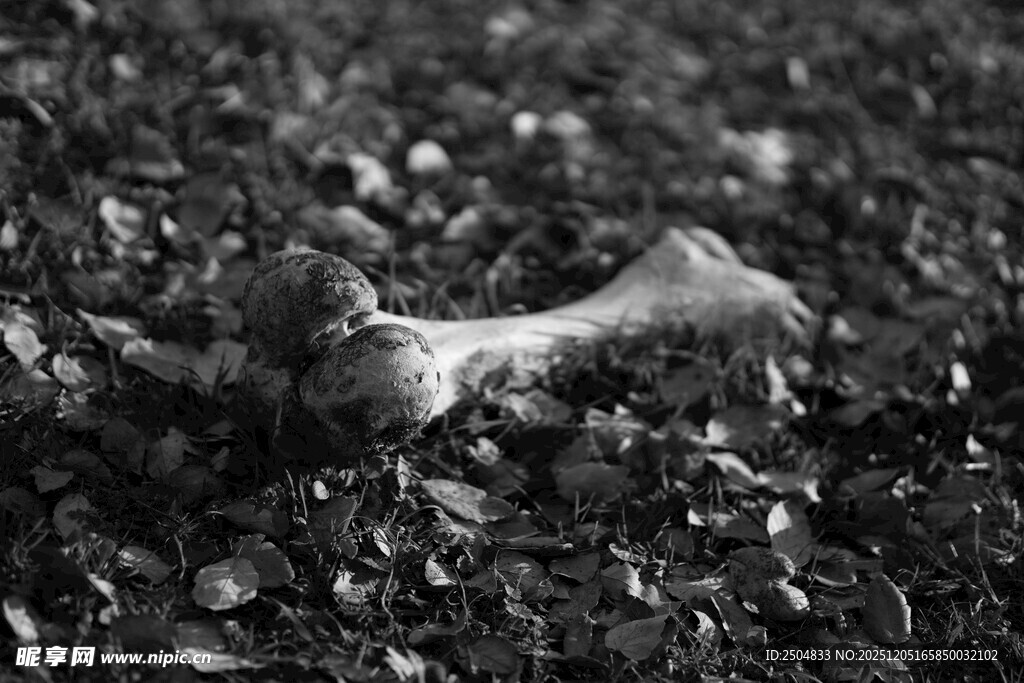 黑白画面中的孤独松鼠