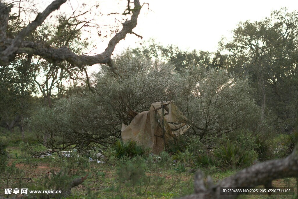 野外树丛中的狮子