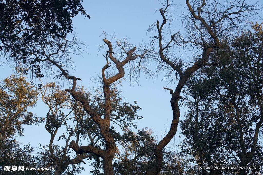枯树向天展独特姿态