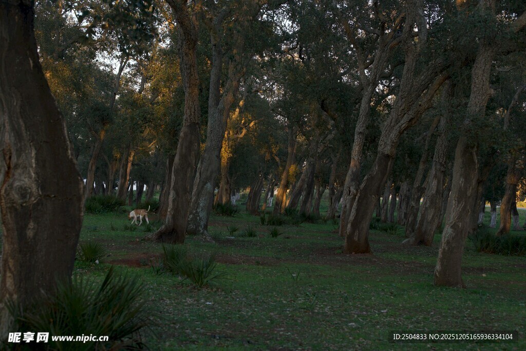 黄昏下的静谧树林