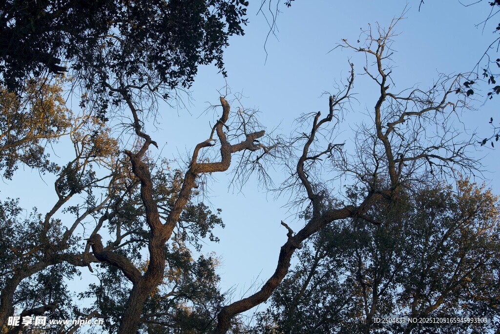 仰视繁茂树枝与蓝天