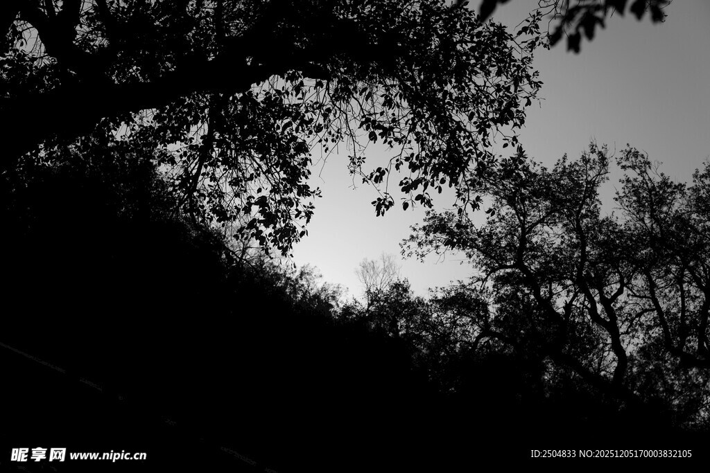 树林间的天空剪影