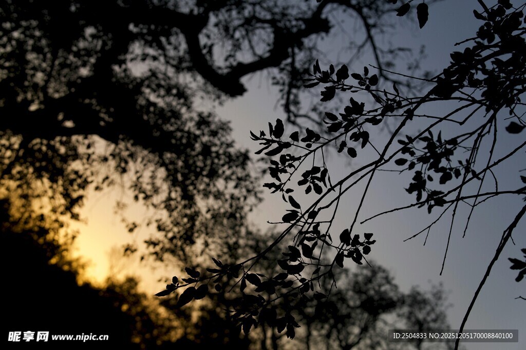 夕阳下的树木剪影