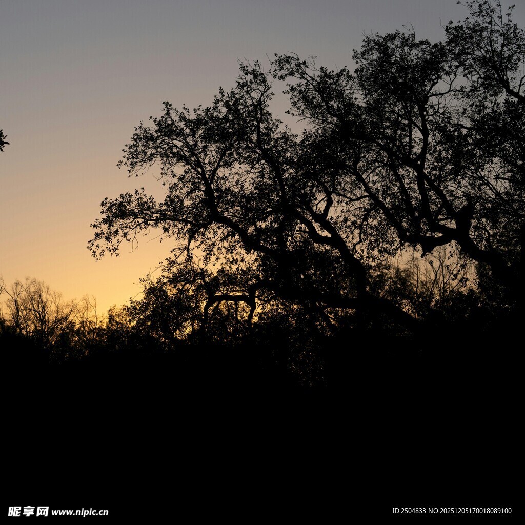 夕阳下的树木剪影