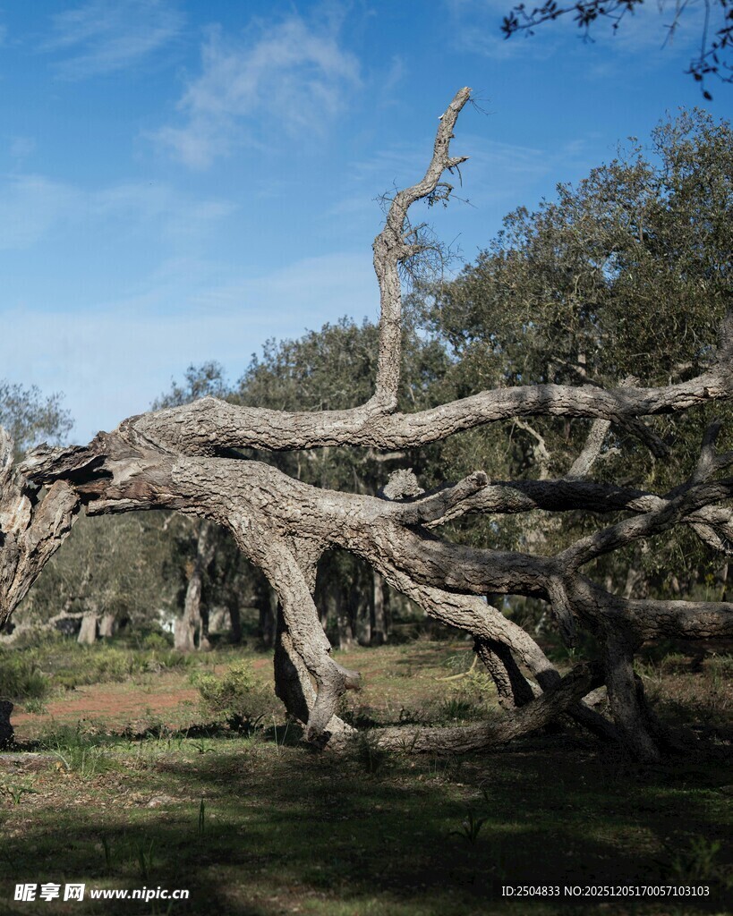 倒下的枯树 尽显岁月痕迹