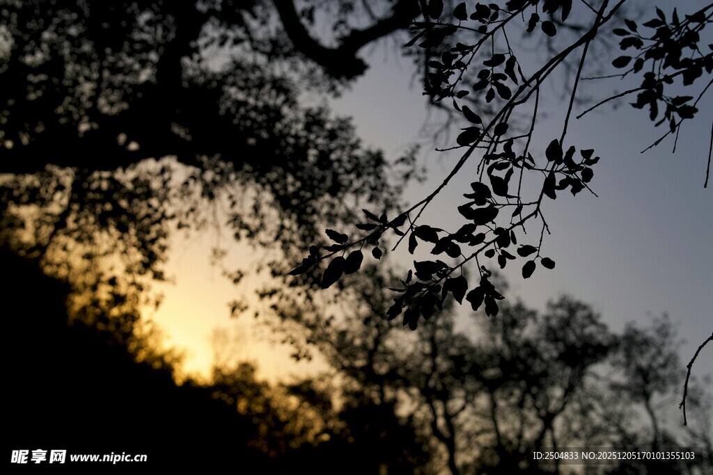 夕阳透过枝叶的美丽景象