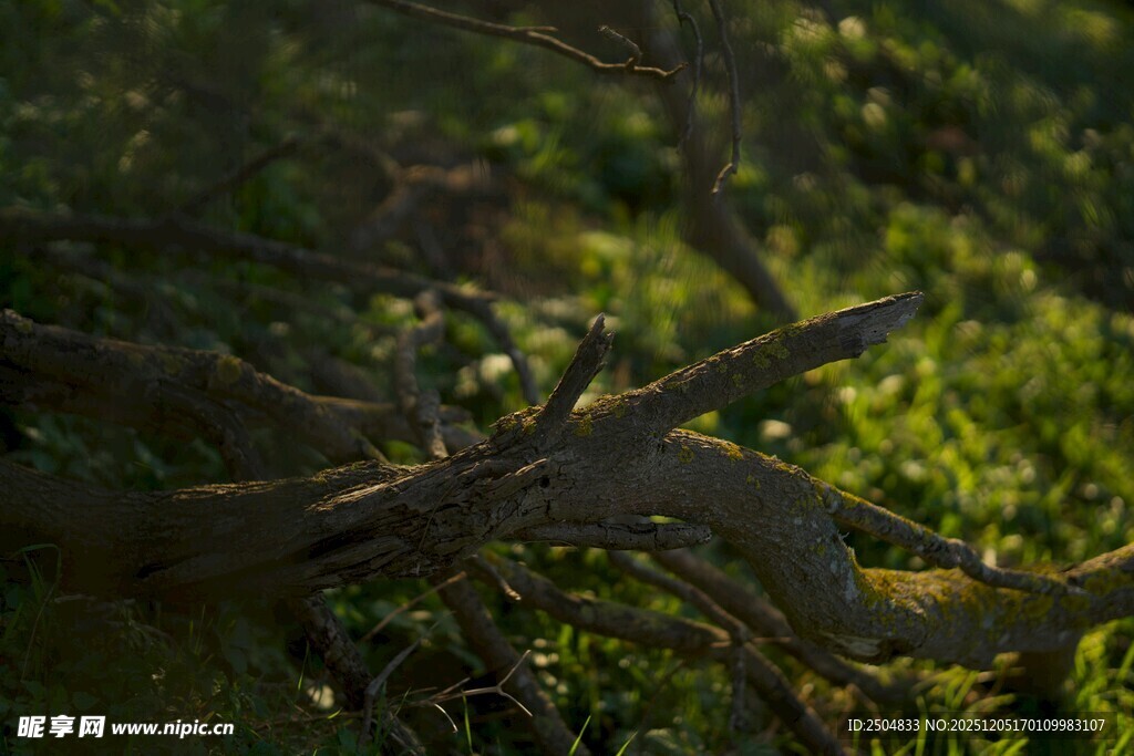 林中枯树枝 绿意环绕