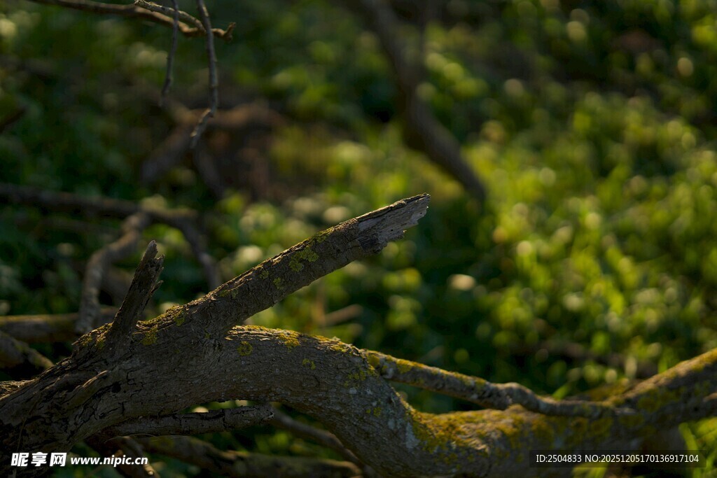 枯树枝与背景绿意景象