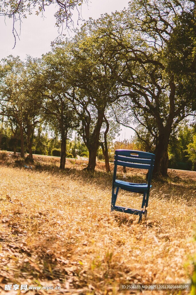 林间孤椅 秋意静谧之景