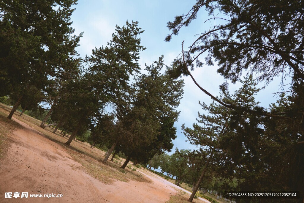 林间土路 葱郁树木景致