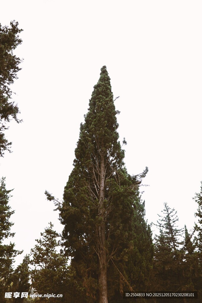 高耸入云的挺拔针叶树
