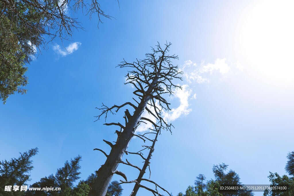 蓝天枯树的自然景象