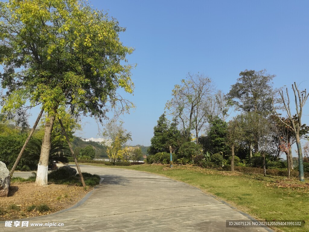 林间小道畅享自然之美