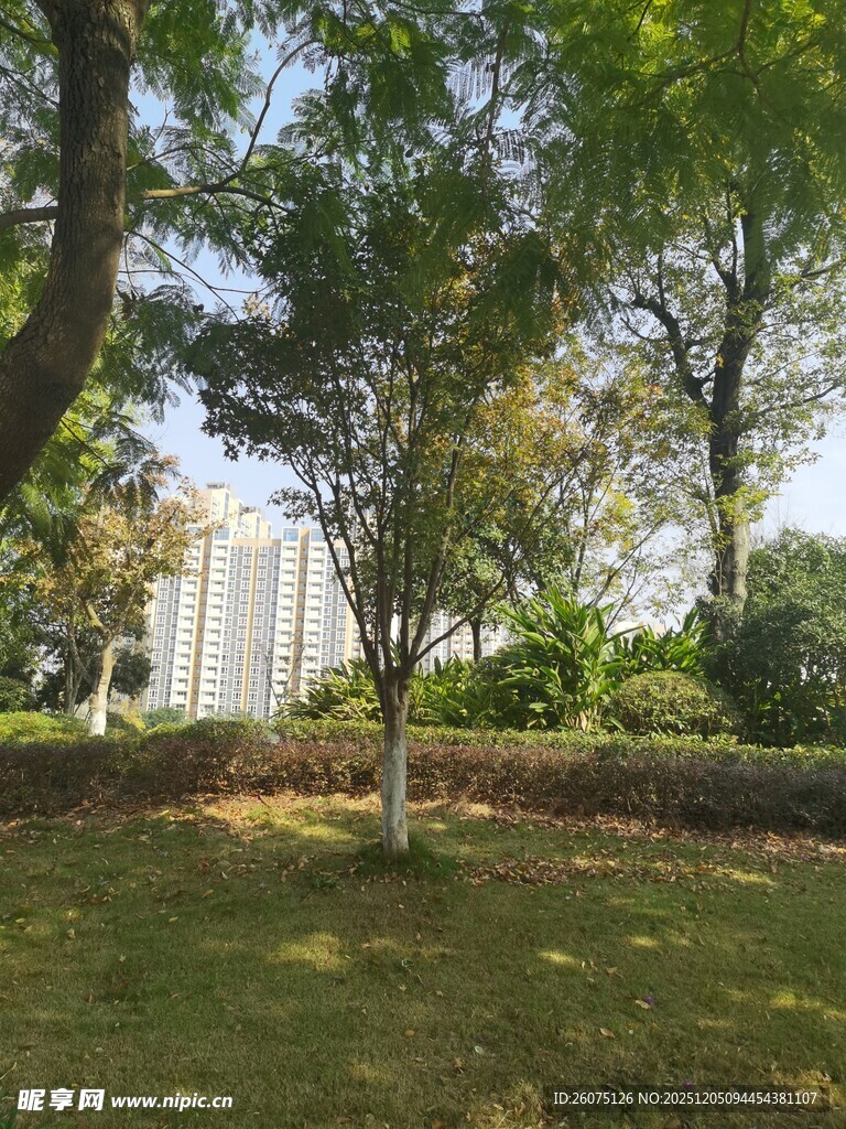 公园绿荫下的宁静景致