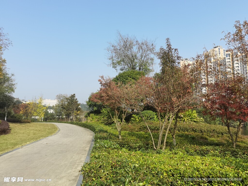 蜿蜒小路旁的绿植景观