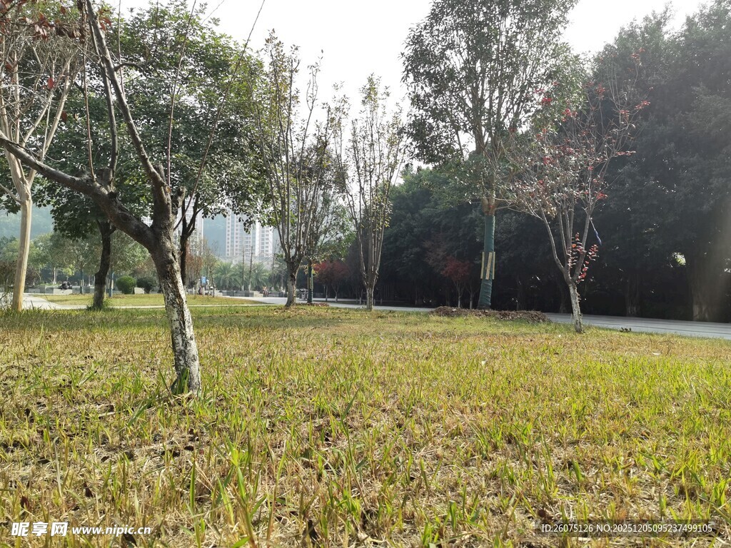 户外草地树林自然景致