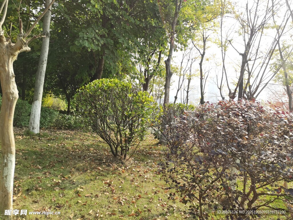 公园绿植景观