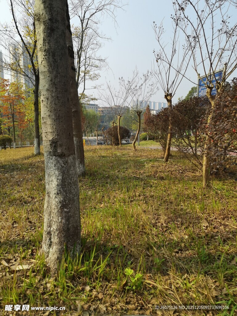 秋日林间的静谧树干