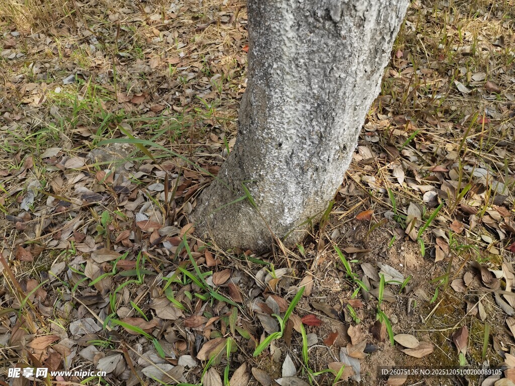 树根旁的落叶与小草