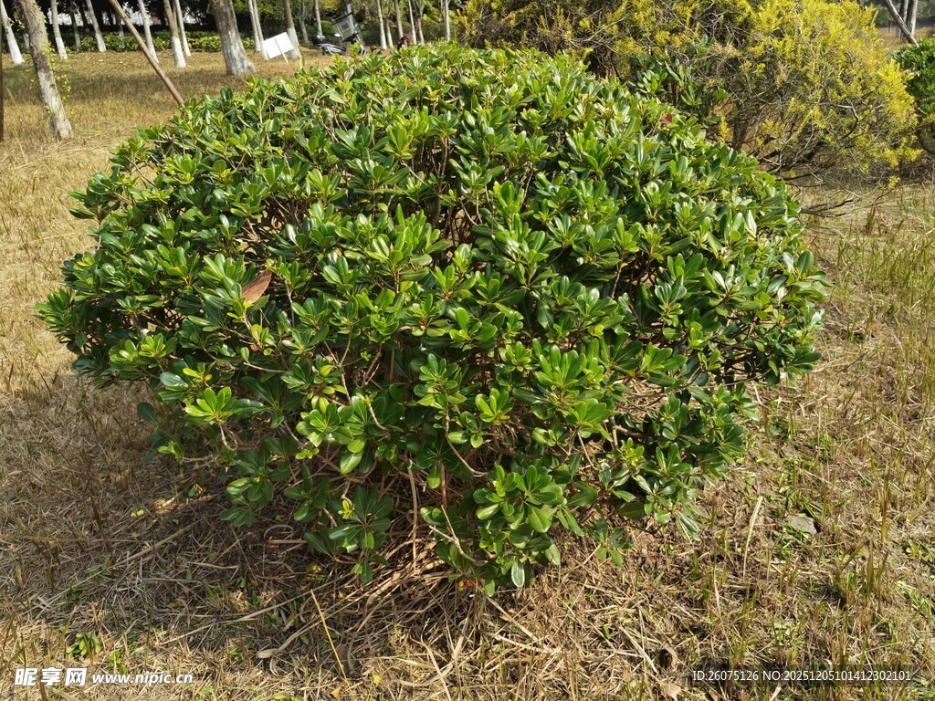 绿叶繁茂的圆形灌木