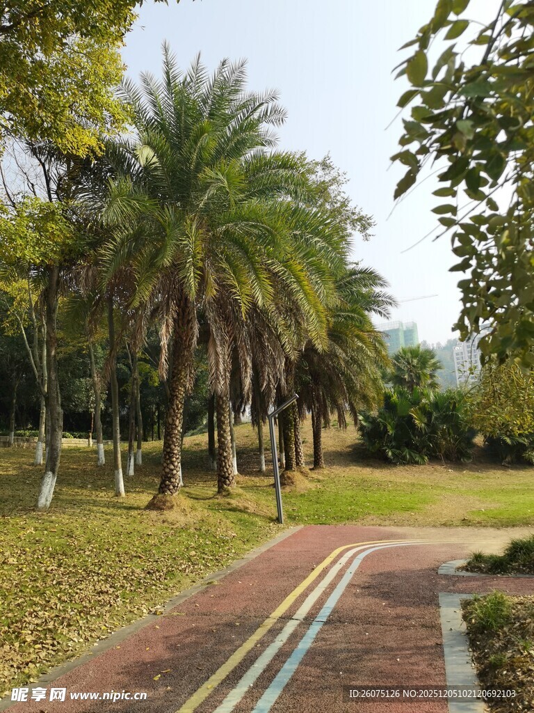 林荫小道旁的棕榈树景观