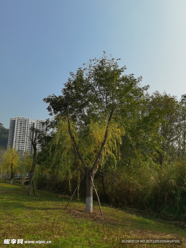 城市绿地中的葱郁树木