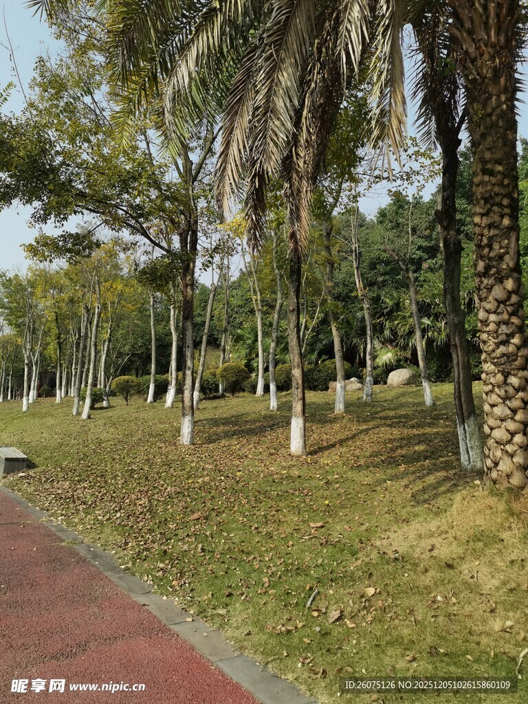 公园林荫步道风景