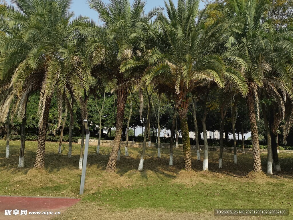 公园中的棕榈树林景观
