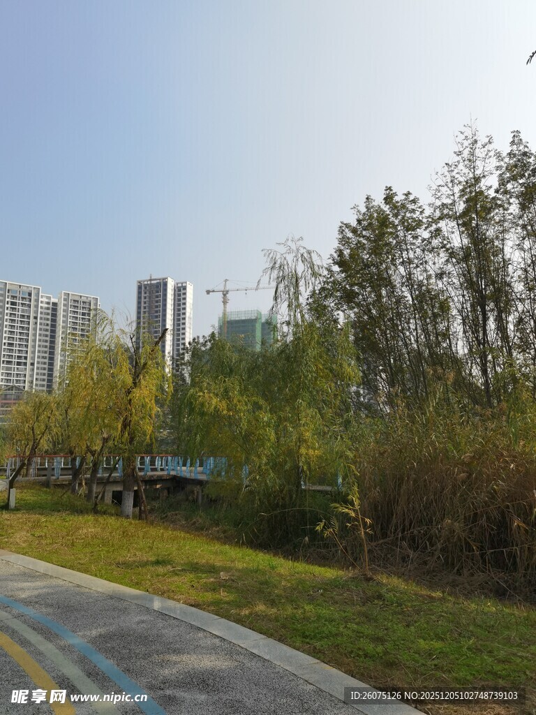 城市中的林荫步道景观