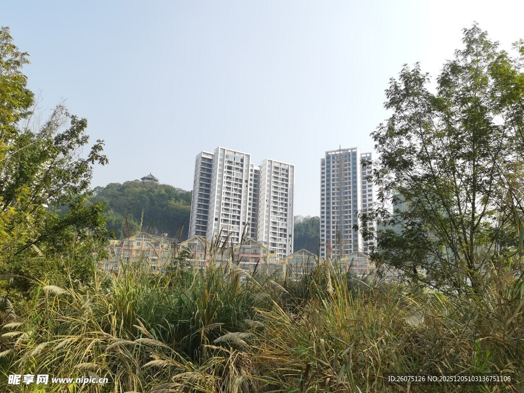 城市高楼与自然植被景观