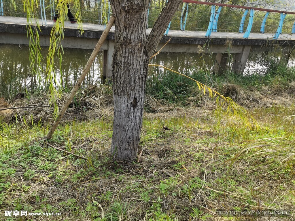 河边老树春日自然景致